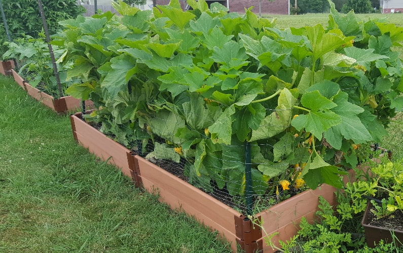 Garden Box Tips for Beginners